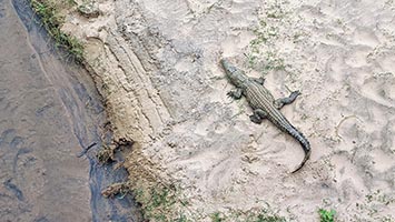Coccodrillo al Kruger
